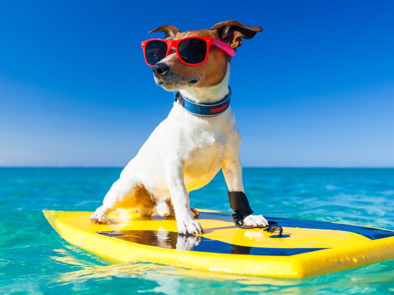 Chien avec des accessoires originaux